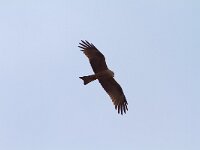Milvus milvus 11, Rode wouw, Saxifraga-Martin Mollet