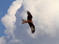 Milvus milvus 12, Rode wouw, Saxifraga-Martin Mollet