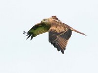 Milvus milvus 129, juvenile, Rode wouw, Saxifraga-Mark Zekhuis