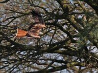 Milvus milvus 131, Rode wouw, Saxifraga-Mark Zekhuis