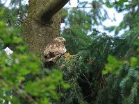 Milvus milvus 132, Rode wouw, Saxifraga-Mark Zekhuis