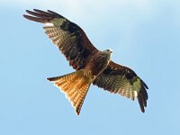 Milvus milvus 135, Rode wouw, Saxifraga-Mark Zekhuis