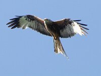 Milvus milvus 139, Rode wouw, Saxifraga-Mark Zekhuis