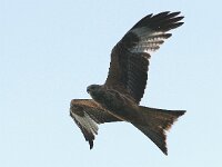 Milvus milvus 2, Rode wouw, Saxifraga-Mark Zekhuis