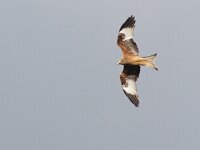 Milvus milvus 22, Rode wouw, Saxifraga-Mark Zekhuis