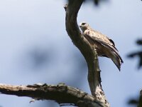 Milvus milvus 23, Rode wouw, juvenile, Saxifraga-Mark Zekhuis