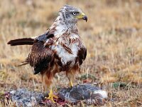 Milvus milvus 30, Rode wouw, Saxifraga-Bart Vastenhouw