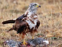 Milvus milvus 32, Rode wouw, Saxifraga-Bart Vastenhouw