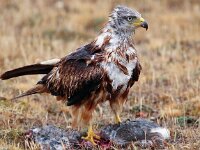 Milvus milvus 33, Rode wouw, Saxifraga-Bart Vastenhouw