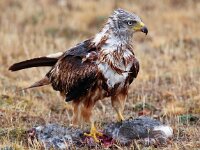 Milvus milvus 34, Rode wouw, Saxifraga-Bart Vastenhouw