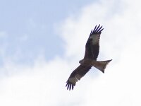 Milvus milvus 35, Rode wouw, juvenile, Saxifraga-Mark Zekhuis