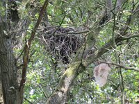 Milvus milvus 38, Rode wouw, juvenile, Saxifraga-Mark Zekhuis
