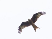 Milvus milvus 43, Rode wouw, Saxifraga-Mark Zekhuis