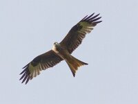 Milvus milvus 47, Rode wouw, Saxifraga-Mark Zekhuis