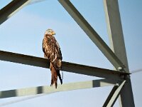 Milvus milvus 51, Rode wouw, Saxifraga-Hans Dekker