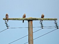 Milvus milvus 52, Rode wouw, Saxifraga-Hans Dekker