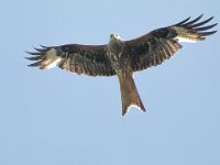 Milvus milvus 70, Rode wouw, female, Saxifraga-Mark Zekhuis