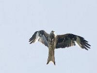 Milvus milvus 71, Rode wouw, female, Saxifraga-Mark Zekhuis