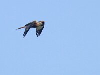 Milvus milvus 76, Rode wouw, Saxifraga-Mark Zekhuis