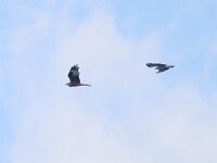 Milvus milvus 80, Rode wouw, Saxifraga-Mark Zekhuis