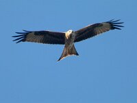 Milvus milvus 86, Rode wouw, Saxifraga-Mark Zekhuis