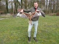 Milvus milvus 87, Rode wouw, Saxifraga-Mark Zekhuis