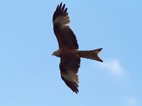 Milvus milvus 9, Rode wouw, Saxifraga-Martin Mollet