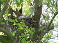 Milvus milvus 91, Rode wouw, Saxifraga-Mark Zekhuis