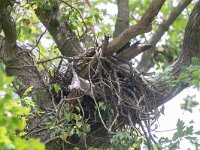 Milvus milvus 92, Rode wouw, Saxifraga-Mark Zekhuis