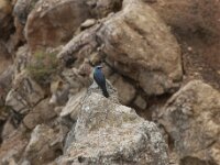 Monticola solitarius 4, Blauwe rotslijster, Saxifraga-Willem van Kruijsbergen