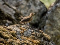 Monticola solitarius11, Blauwe rotslijster adult, female, Saxifraga-Theo Verstrael