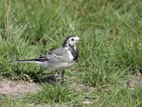 Motacilla alba 108, Witte kwikstaart, Saxifraga-Tom Heijnen