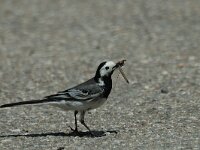 Motacilla alba 11, Witte kwikstaart, Saxifraga-Jan van der Straaten