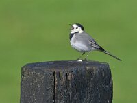 Motacilla alba 110, Witte kwikstaart, Saxifraga-Tom Heijnen