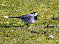 Motacilla alba 112, Witte kwikstaart, Saxifraga-Bart Vastenhouw