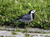 Motacilla alba 115, Witte kwikstaart, Saxifraga-Bart Vastenhouw