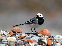 Motacilla alba 118, Witte kwikstaart, Saxifraga-Bart Vastenhouw