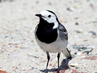 Motacilla alba 124, Witte kwikstaart, Saxifraga-Bart Vastenhouw