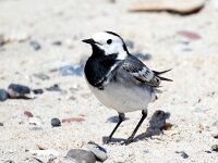 Motacilla alba 125, Witte kwikstaart, Saxifraga-Bart Vastenhouw