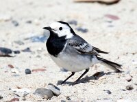Motacilla alba 126, Witte kwikstaart, Saxifraga-Bart Vastenhouw