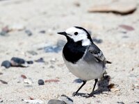 Motacilla alba 127, Witte kwikstaart, Saxifraga-Bart Vastenhouw