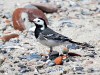 Motacilla alba 128, Witte kwikstaart, Saxifraga-Bart Vastenhouw