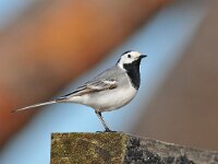 Motacilla alba 131, Witte kwikstaart, Saxifraga-Tom Heijnen