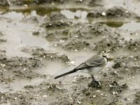 Motacilla alba 139, Witte kwikstaart, adult, female winter plumage, Saxifraga-Theo Verstrael