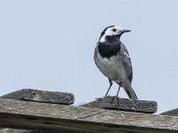 Motacilla alba 142, Witte kwikstaart, adult, male, Saxifraga-Theo Verstrael