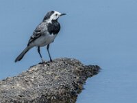 Motacilla alba 144, Witte kwikstaart, adult, male, Saxifraga-Theo Verstrael