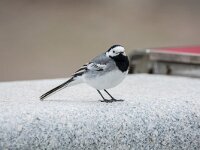 Motacilla alba 146, Witte kwikstaart, adult, Saxifraga-Theo Verstrael