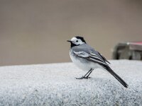 Motacilla alba 147, Witte kwikstaart, adult, Saxifraga-Theo Verstrael