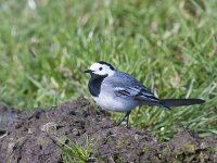Motacilla alba 152, Witte kwikstaart, Saxifraga-Jan Nijendijk