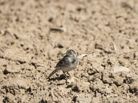 Motacilla alba 153, Witte kwikstaart, juvenile, Saxifraga-Theo Verstrael